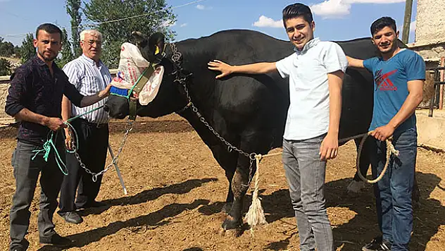 Konya'da otomobil fiyatına boğa!