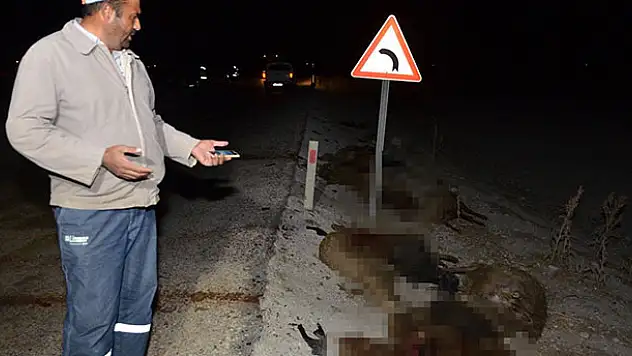 Konya'da otomobil koyun sürüsüne daldı, 30 koyun telef oldu