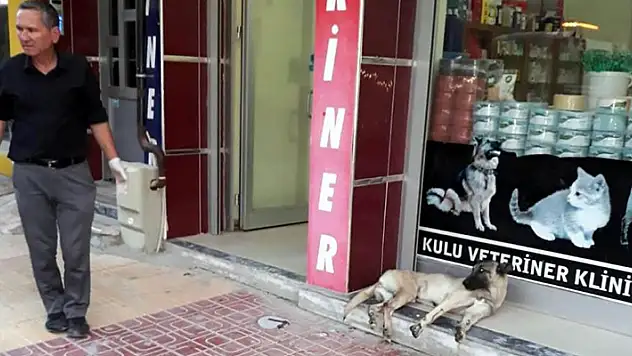 Konya'da otomobil sürücüsü çarptığı köpeği veterinere götürüp tedavi ettirdi
