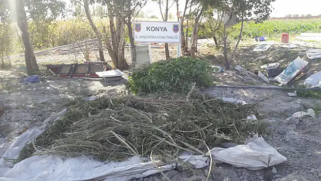 Konya'da Pancar tarlasına Hint keneviri operasyonu