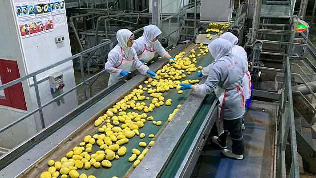 Konya'da patates atıkları ve kabukları elektriğe dönüştürülüyor