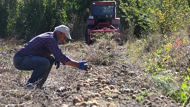 Konya'da patates hasadı yapıldı