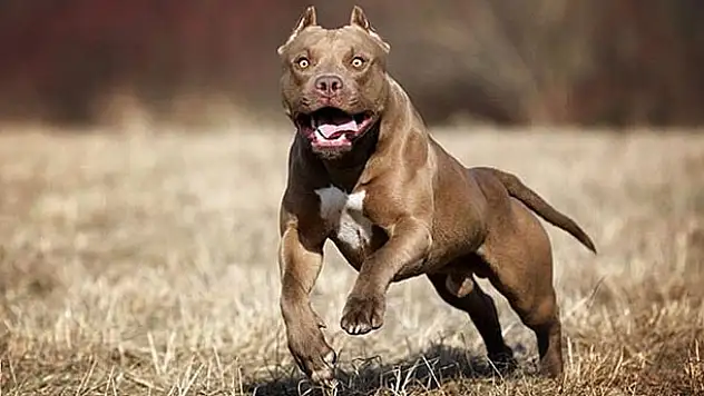 Konya'da 'pitbull' besleyen iki kişiye rekor ceza! 15 bin 604 lira...