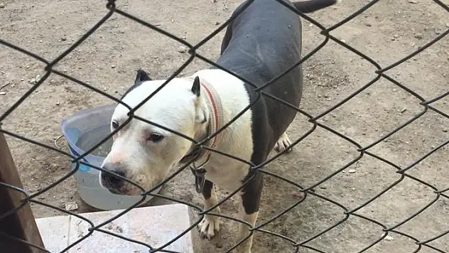 Konya'da pitbull besleyen kişiye 14 bin 982 lira para cezası verildi
