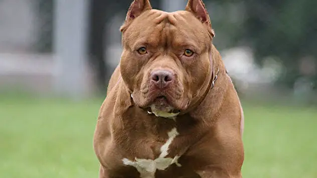 Konya'da pitbull sahiplenen ve sahiplendirenlere para cezası uygulandı
