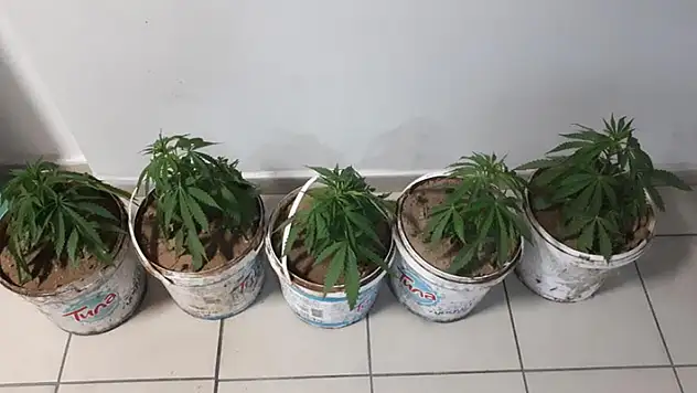 Konya'da polis kavga eden 7 kişiye müdahale etti, 5 saksı esrar yakaladı
