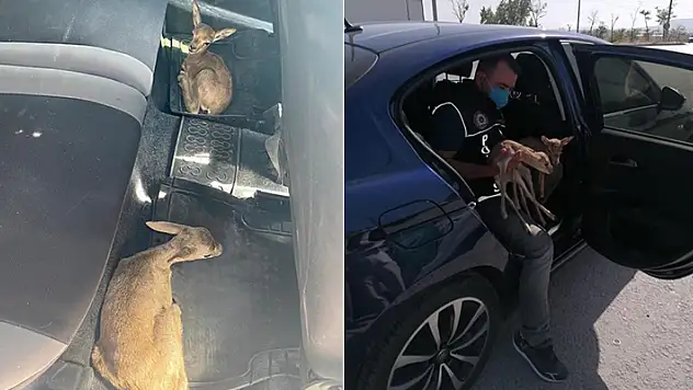 Konya'da polisin durdurduğu otomobilden ceylan yavruları çıktı
