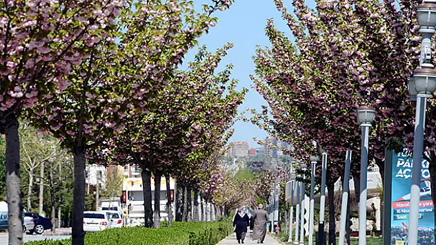 Konya'da rengarenk Sakuralar baharı yaşatıyor