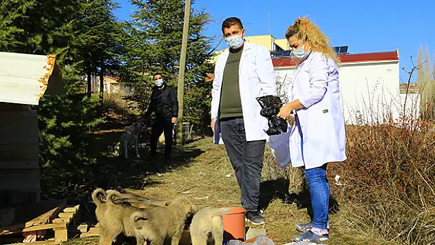 Konya'da sağlık çalışanları engelli köpeğe ve 11 yavrusuna sahip çıktı