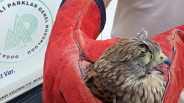 Konya'da şahin avı için göz kapağı dikilen kerkeneze cerrahi müdahale