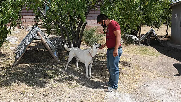 Konya'da sahiplendirilen köpekler için her ay 125 TL bakım ücreti ve mama yardımı yapılıyor