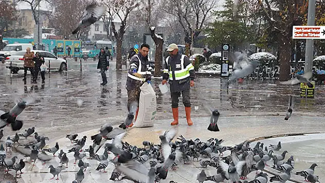 Konya'da sahipsiz hayvanlara düzenli olarak yiyecek bırakılıyor