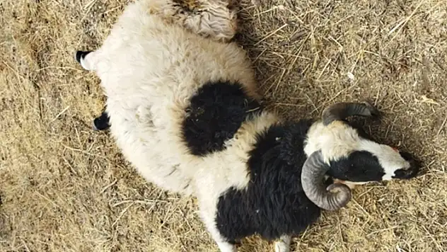 Konya'da sahipsiz köpekler girdikleri çardakta 8 koyunu telef etti
