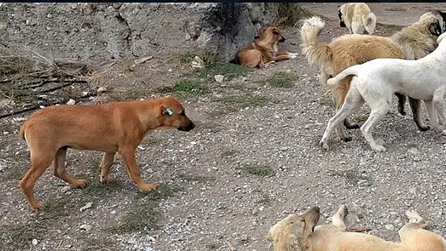Konya'da sahipsiz köpeklerin saldırdığı 8 yaşındaki çocuk yaralandı
