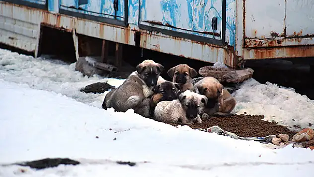 Konya'da sahipsiz köpeklerin yaşam mücadelesi