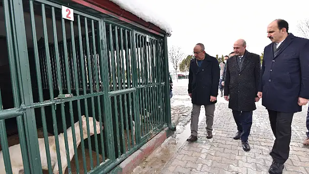 Konya'da sahipsiz sokak hayvanları 'yerden ısıtmalı' bakım odalarında ağırlanıyor