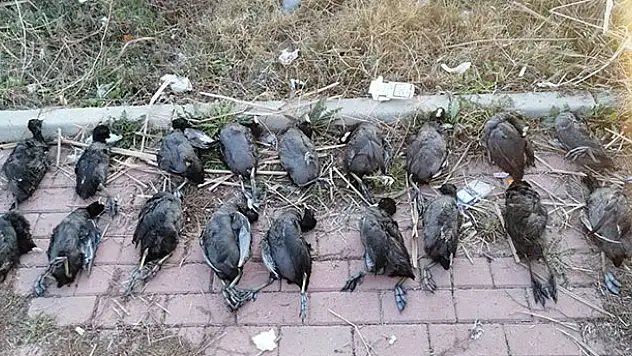 Konya'da sakar kuşu avcısına 13 bin 526 lira ceza kesildi