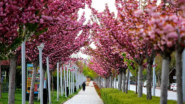 Konya'da Sakura Zamanı