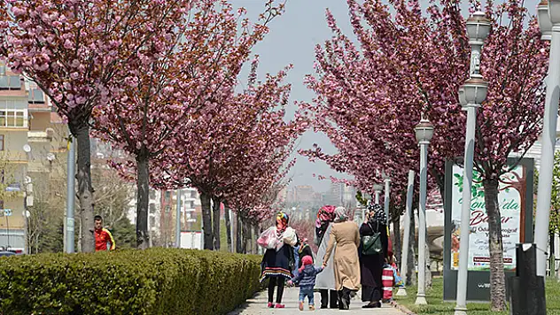 Konya'da sakuralar şehre renk katıyor