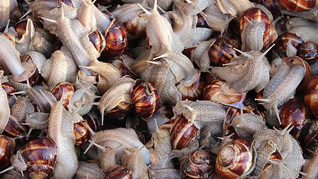 Konya'da salyongoz avcıları iş başında