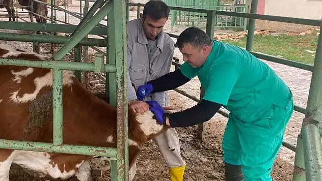 Konya'da şap aşısı çalışmaları aralıksız sürüyor