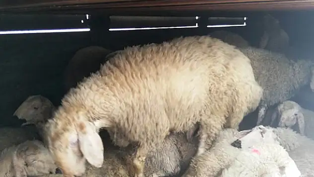 Konya'da şartlara uymayan hayvan nakli jandarmaya yakalandı
