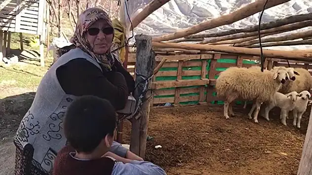 Konya'da şehit annesinin koyunları çalındı