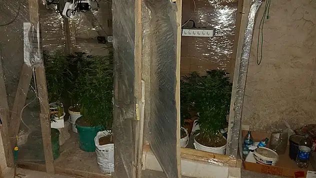 Konya'da seraya dönüştürülen bodrum katında 9 kök Hint keneviri ele geçirildi