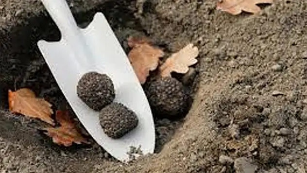 Konya'da servet değerinde! Sezonu başladı
