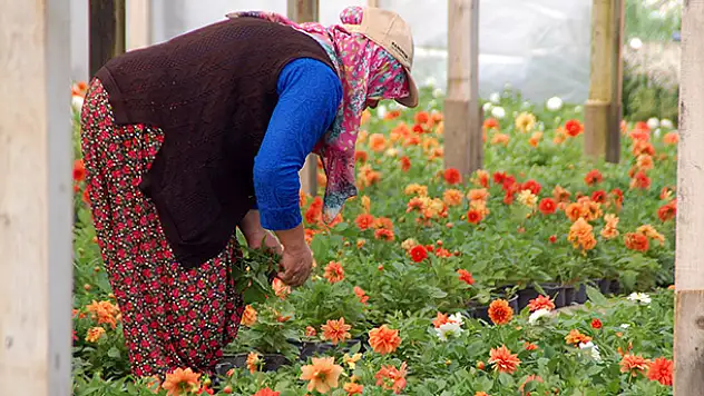Konya'da sıcak hava seraya yaradı