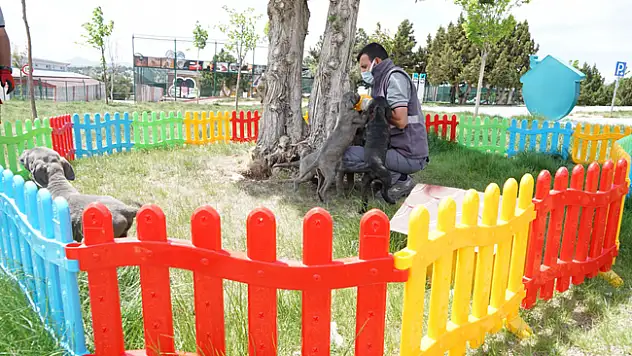 Konya'da şiddete uğrayan 11 köpek korumaya alındı. Köpeklerin sahbi hakkında yasal işlem başlatıldı
