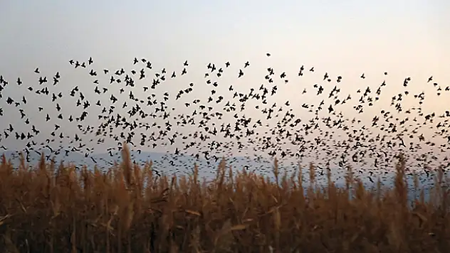 Konya'da sığırcık kuşlarının dansı büyüledi
