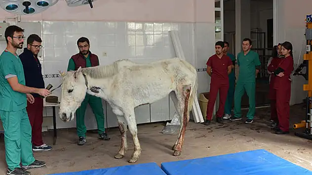 Konya'da silahla yaralanan at tedavi altına alındı