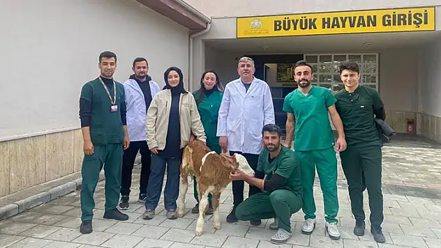 Konya'da sindirim sistemi problemi yaşayan 2 günlük buzağı sağlığına kavuşturuldu
