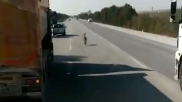 Konya'da sıpanın güldüren yolculuğu 