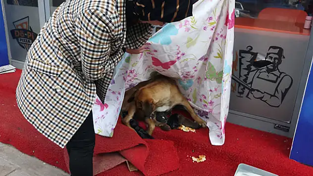 Konya'da soğuk nedeniyle işyeri önündeki paspasa yavrulayan köpeğin yardımına vatandaşlar koştu