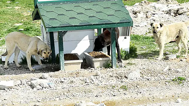 Konya'da sokak hayvanları aç kalmıyor