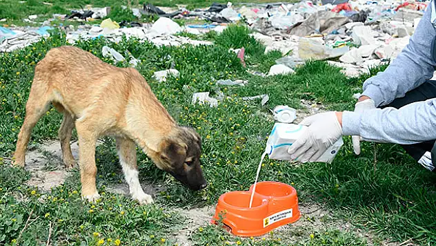 Konya'da sokak hayvanları unutulmuyor