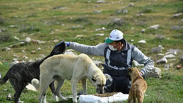 Konya'da sokak hayvanlarını beslemek için ek tedbir alındı