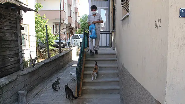Konya'da sokak kedileri, her gün mobilya ustasının aracını gözlüyor