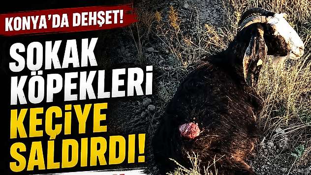 Konya'da sokak köpekleri keçiyi parçaladı