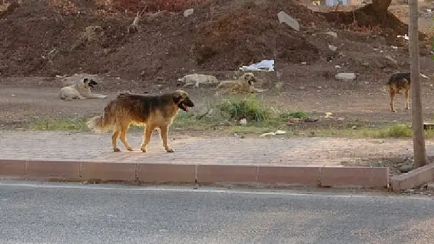 Konya'da sokak köpeklerinden kaçmak isterken otomobilin çarptığı çocuk yaralandı
