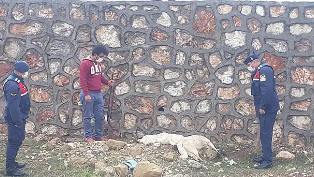 Konya'da sokak köpeklerini öldüren kişi yakalandı!  Cezası 4 bin 150 lira