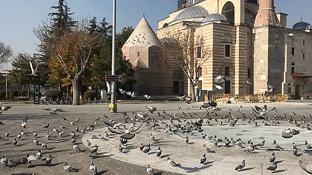 Konya'da sokak ve caddeler sokak hayvanlarına ve kuşlara kaldı