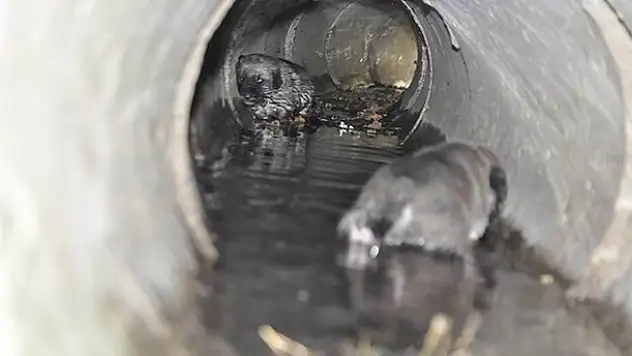 Konya'da su borusundaki köpekleri itfaiye kurtardı