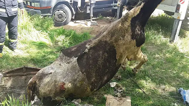 Konya'da su kuyusuna düşen inek telef oldu