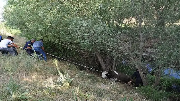 Konya'da sulama kanalına düşen inek kurtarıldı