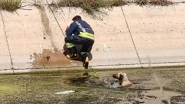 Konya'da sulama kanalına düşen köpeği itfaiye ekipleri kurtardı
