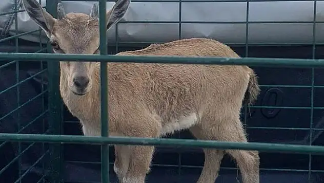 Konya'da sulama kanalına düşen yavru yaban keçisi boğulmaktan kurtarıldı