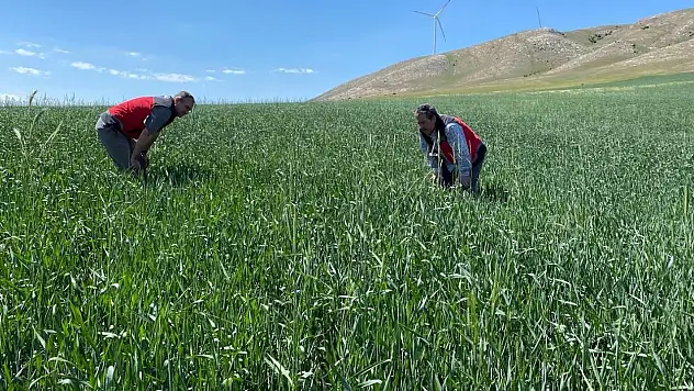 Konya'da süneyle mücadele devam ediyor